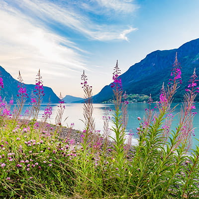 A view down Sognefjord from Skjolden at springtime during a May cruise, with flowers in the foreground